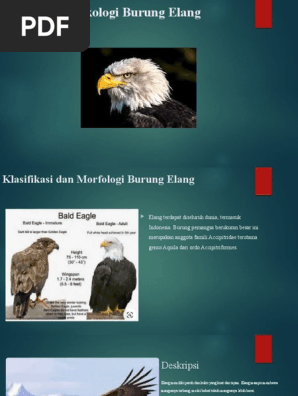 Ekologi Burung Elang Pdf