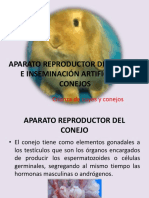 Aparato Reproductor Del Conejo e Inseminación Artificial en Conejos