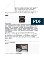 Cat - Wikipedia Article pt.2