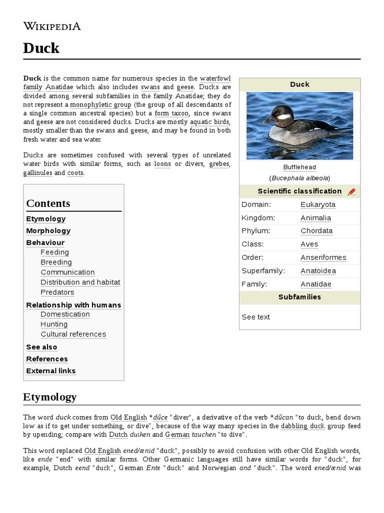 Duck Duck Is The Common Name For Numerous Species in The Waterfowl