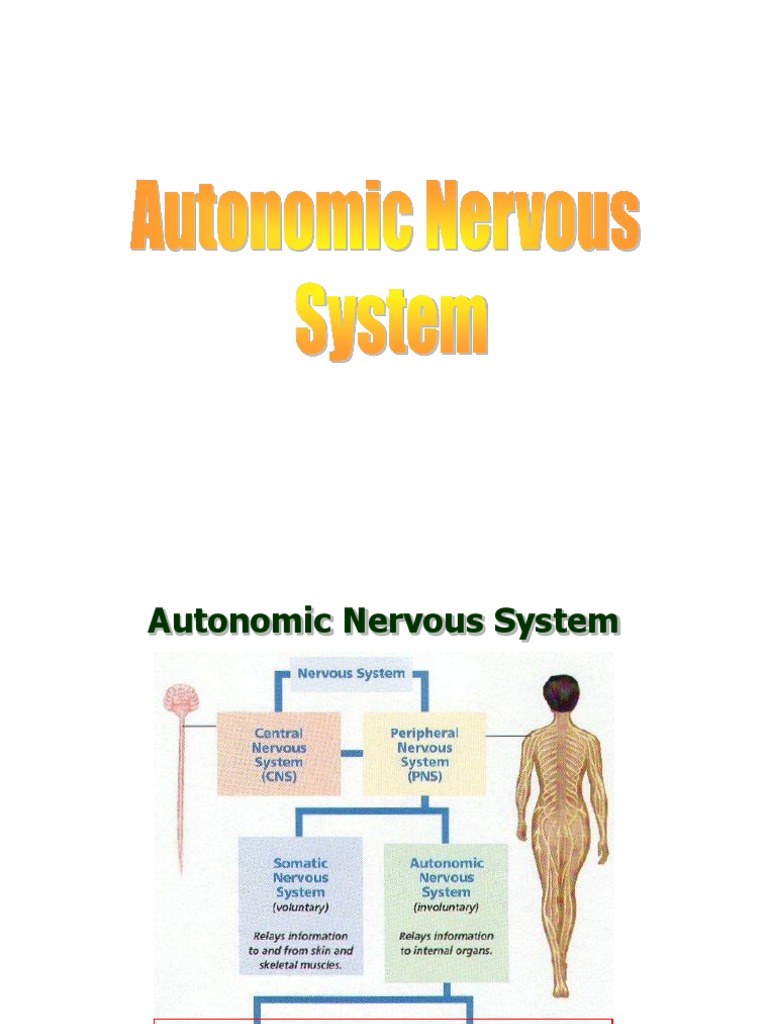 Understanding the Autonomic Nervous System | PDF | Autonomic Nervous ...