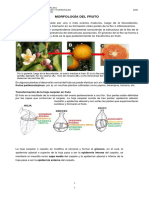 15 EL FRUTO 2020.pdf