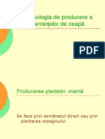 Producerea Semintelor de Ceapa