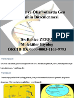 Gen Ifadesinin Düzenlenmesi Dr. Behice ZEREN