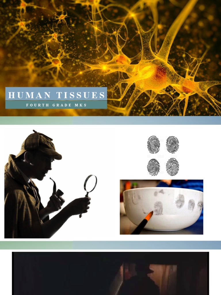 Overview of Human Tissue Types | PDF