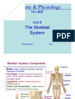 Skeletal System Components and Functions