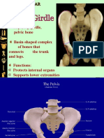 Hips, Hip Girdle, Pelvic Bone Basin-Shaped Complex of Bones That Connects The Trunk and Legs