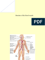 Structure of The Blood Vessels