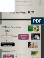 Parvovirus B19