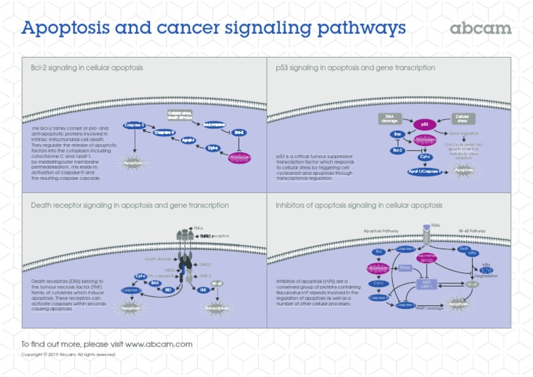 Apoptosis Cancer Signaling Pathways | PDF | Apoptosis | Macromolecules