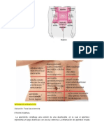 DOLOR 4.docx