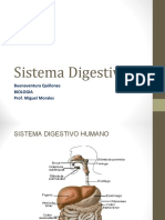 presentacin_del_sistema_digestivo