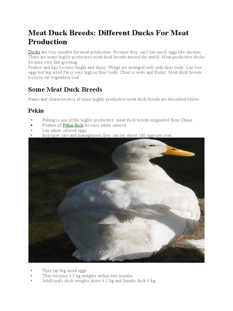 Meat Duck Breeds: Different Ducks For Meat Production | PDF | Duck | Egg