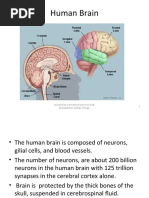 Human Brain: 1 Prepared by A.Devasena Asso - Prof./ECE, Dhanalakshmi College of Engg