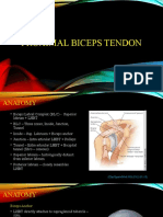 Proximal Biceps Tendon Anatomy and Injuries