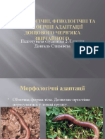 Морфологічні, фізіологічні та етологічні адаптації дощового чер