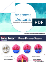 AnatomÃ - A Dentaria. de Unidades Dentarias Posteriores. Prof. MarÃ - A JosÃ© Toro