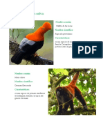 Aves y monos de la selva peruana