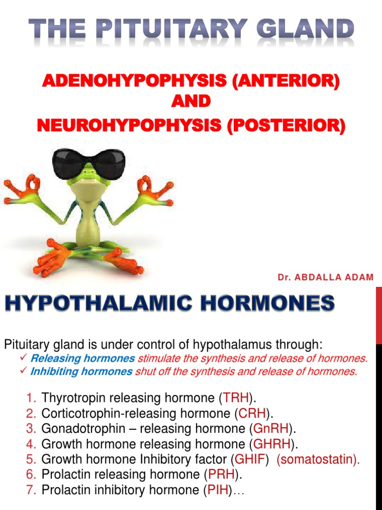 Pituitary Gland | PDF | Hormone | Puberty