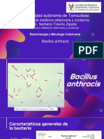 Bacillus Anthracis PDF