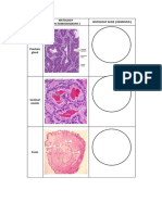 Repro Lab 4 Histology