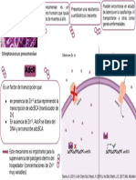 AdcR - Metabolismo de ZN en S Pneumoniae