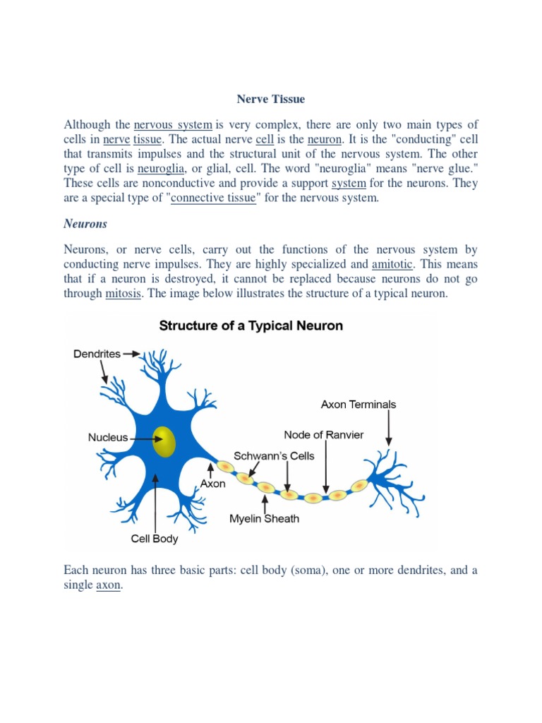 Nerve Tissue | PDF | Axon | Myelin