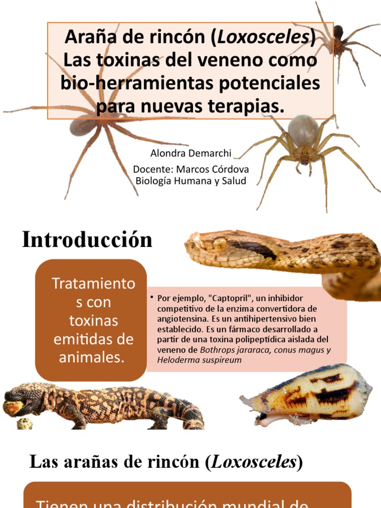 Araña de Rincón (Loxosceles) Las Toxinas Del Veneno Como Bio ...