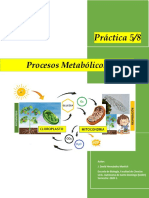 Práctica 5 y 8 BIOLOGIA BASICA BIO 018 - Metabolismo