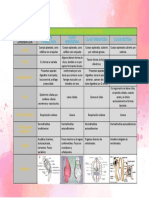 Clases Del Phylum Platyhelmintes