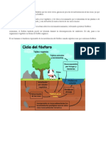 Ciclo Del Fósforo