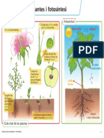 Fotosíntesi: Cicle Vital de Les Plantes I Fotosíntesi