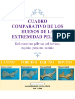 Cuadro Comparativo de Los Huesos de La Extremidad Pelvica