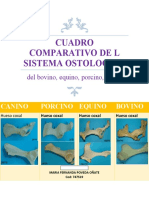 Cuadro Comparativo de La Anatomia Animal