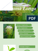 Curcuma Longa PDF