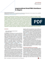 Principles of Transgenerational Small RNA Inheritance in Caenorhabditis Elegans PDF