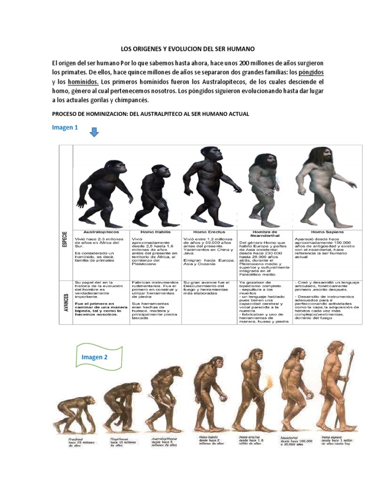 Evolución del Ser Humano y Hominización | PDF | Evolución humana | Homo