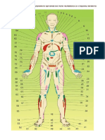 Проекционные зоны внутренних органов на теле человека со стороны живота