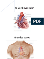 Sistema Cardiovascular