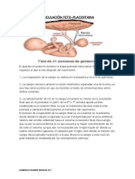 Circulacion Placentaria