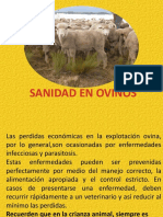 Ovinos SANIDAD