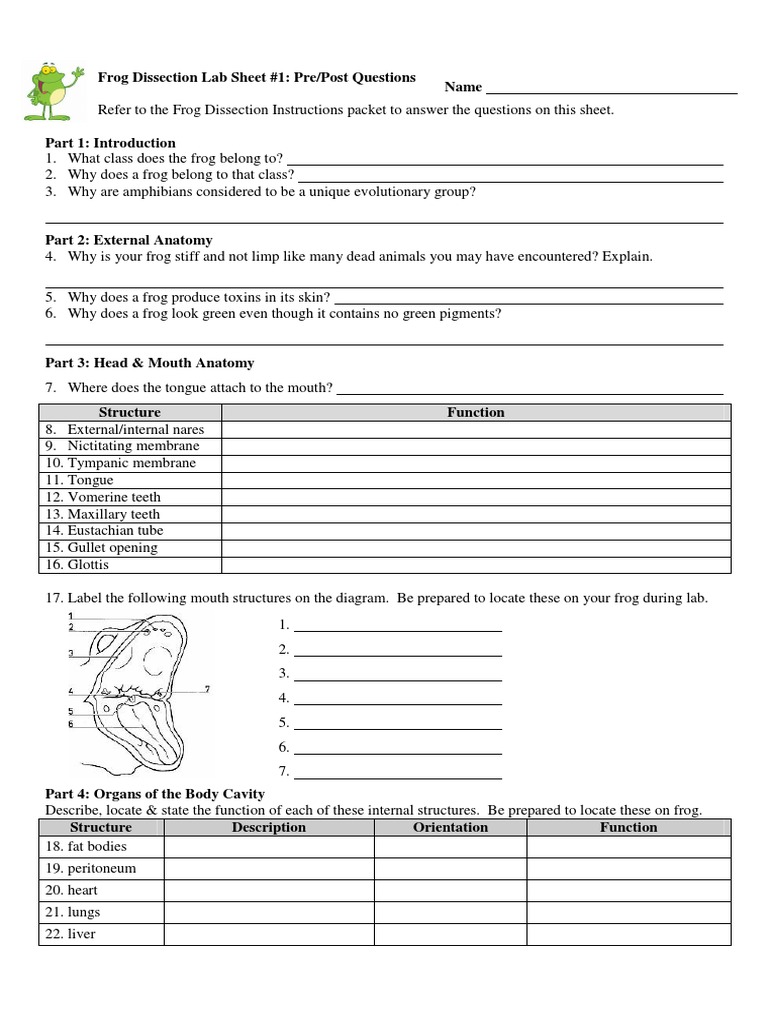 Frog Dissection Lab Sheet 1 PDF Frog Amphibian