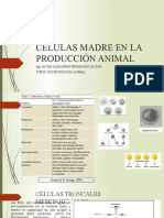 Células Madre en La Producción Animal