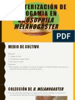 Caracterización de Endogamia en Drosophila Melanogaster