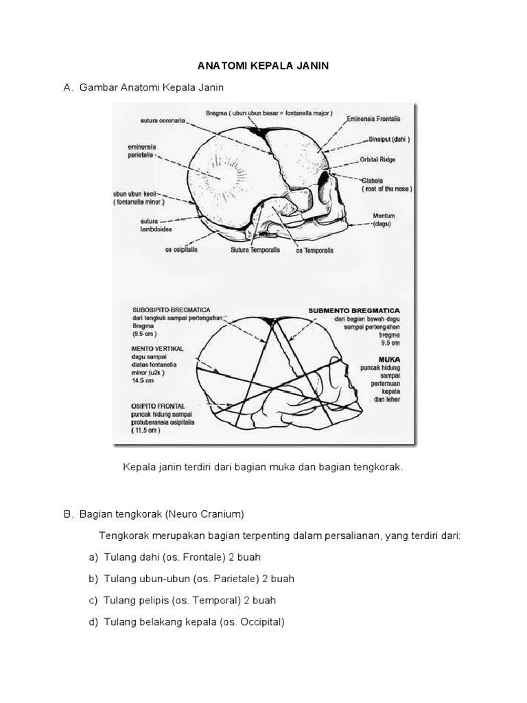 Anatomi kepala bayi