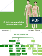 Esquema IdeiasChave SReprodutor Santillana