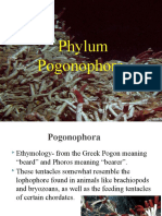 POGONOPHORA1 Ulit