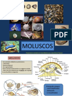 Moluscos