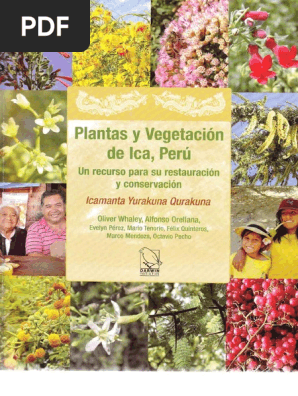 Plantas Y Vegetacion De Ica Peru Hoja Plantas