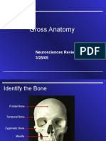 Neuro Gross Anatomy